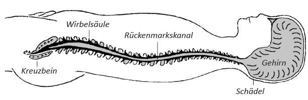 Anatomie des Cranio-Sacralen-Systems   Nach einer Skizze von: http://www.m-eubel.de/heilpraktiker/cranio-sacral-therapie/01_cst_1.html